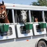 10tipshorseshipping_0aae8682-8246-4f30-87ec-958ef029ef2e