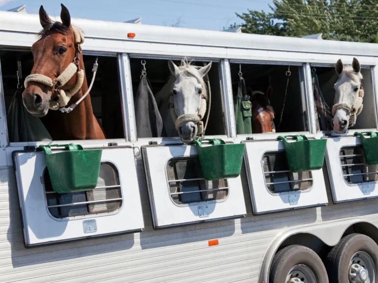 10tipshorseshipping_0aae8682-8246-4f30-87ec-958ef029ef2e