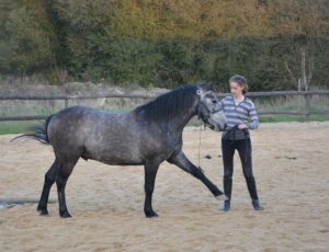 horse riding exercises