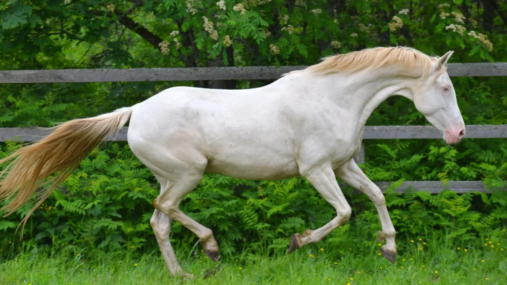 Cremello-akhal-teke-breed-horse-running-in-gallop-in-the-green-paddock