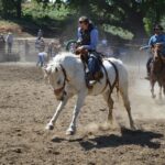 horse breed personalities