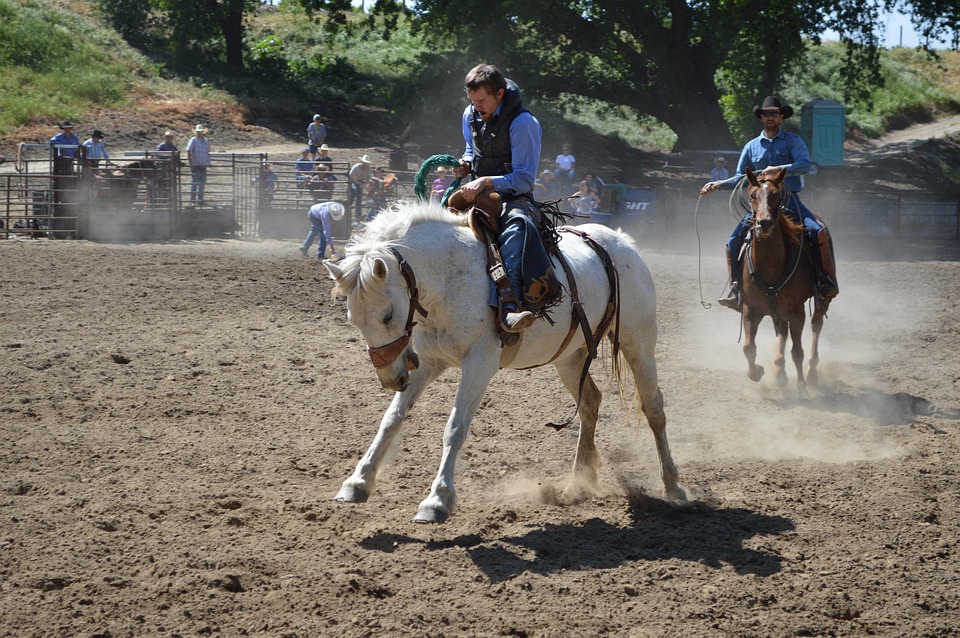 horse breed personalities