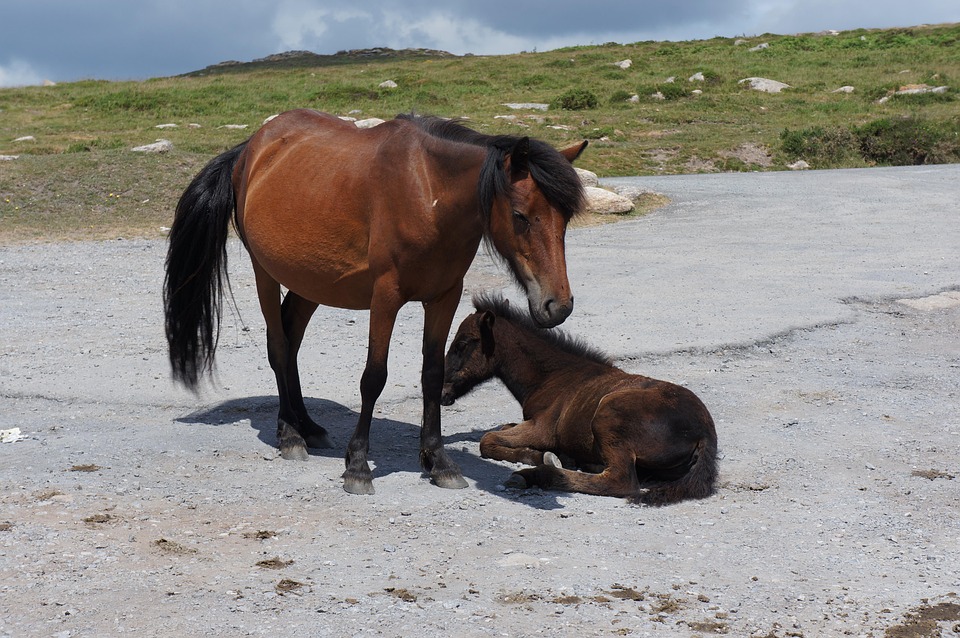 horse ranch life