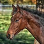 horse coat care