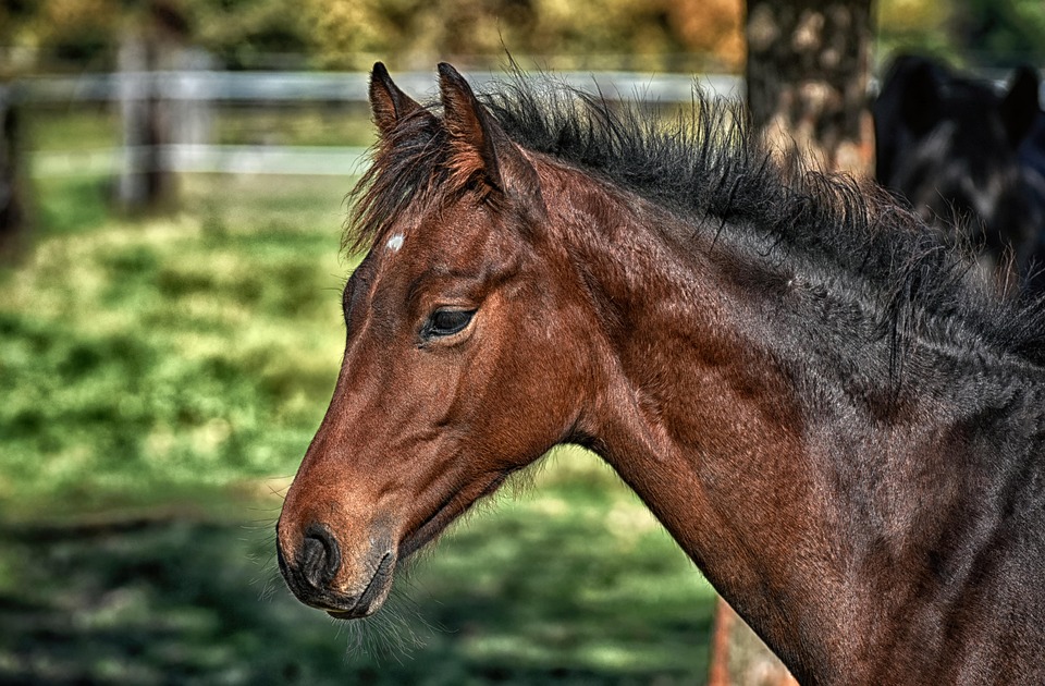 horse coat care