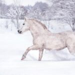horse winter care