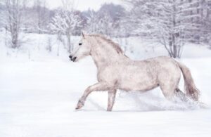 horse winter care