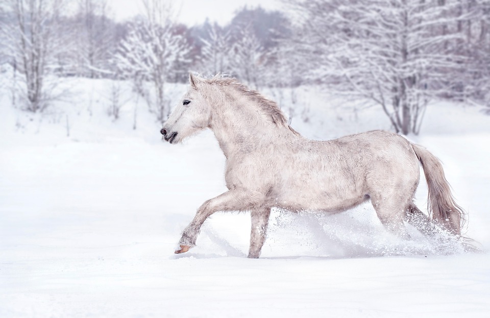 horse winter care