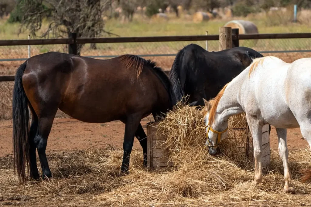 Feeding-Straw-to-Horses
