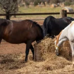 Feeding-Straw-to-Horses