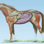 Gastric_Health_2048x