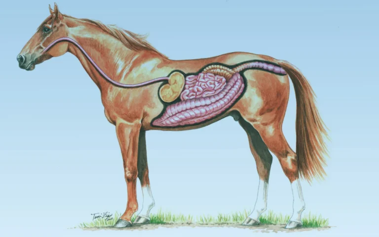 Gastric_Health_2048x