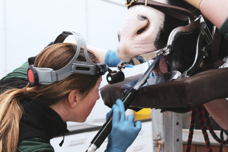 Horse-Trust-checking-teeth-scaled