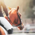 Horseback-Riding-for-Beginners-Everything-You-Need-to-Know-Huntley-Equestrian-124129512
