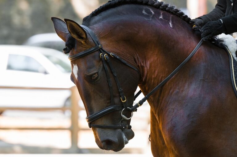 dressage training