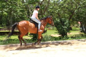 canter training tips