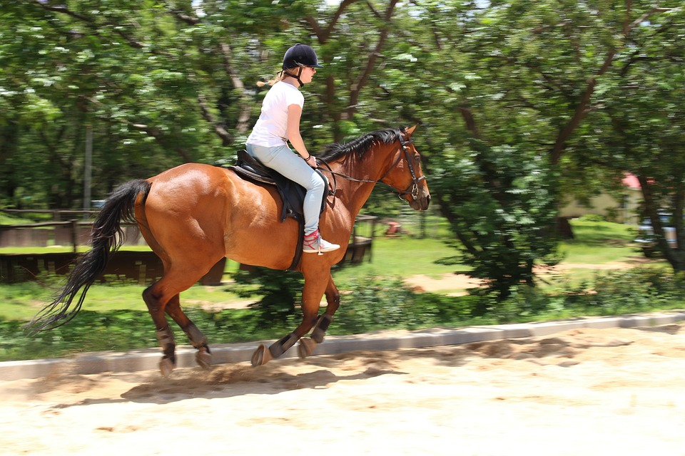 canter training tips