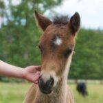 horse breed care