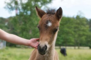 horse breed care