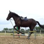 horse breed training