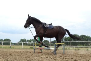 horse breed training