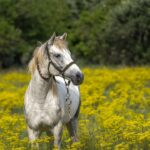 horse pasture management
