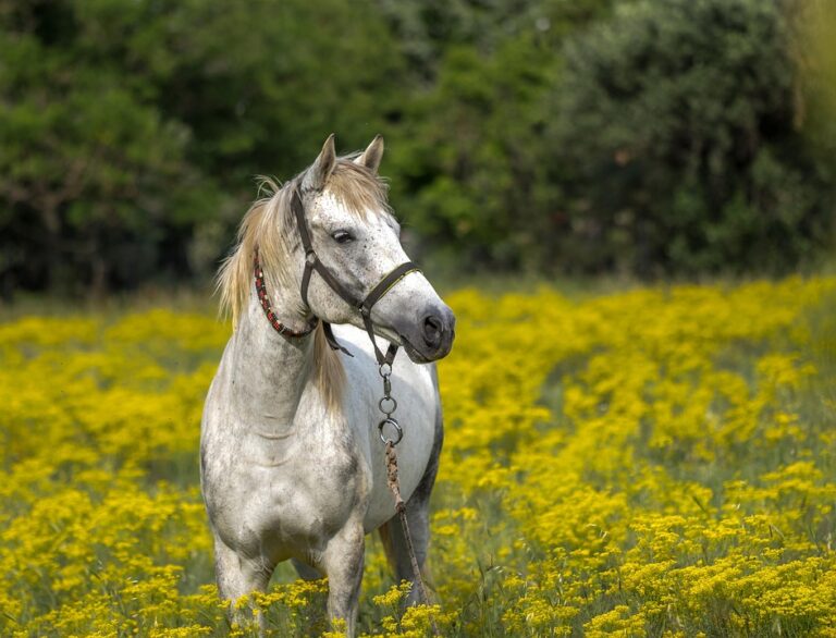 horse pasture management