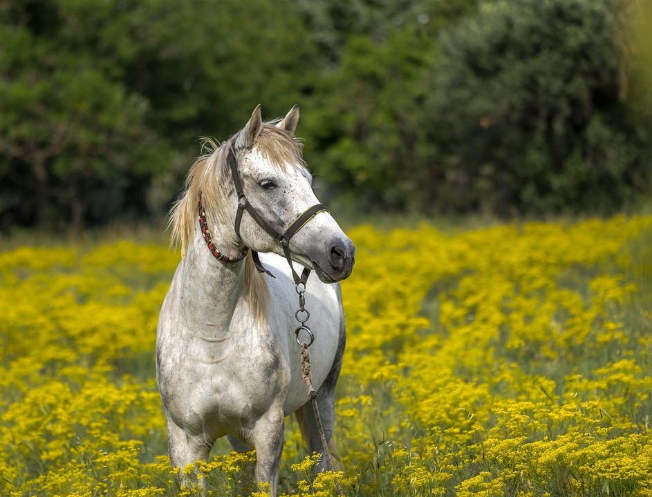 horse pasture management