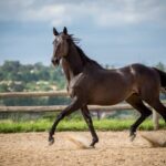 Thoroughbred