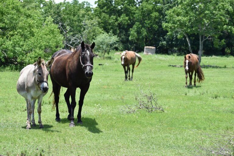 family horse breeds