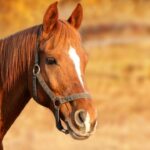 best horse halters