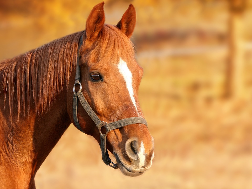 best horse halters
