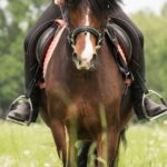 horse riding stirrups