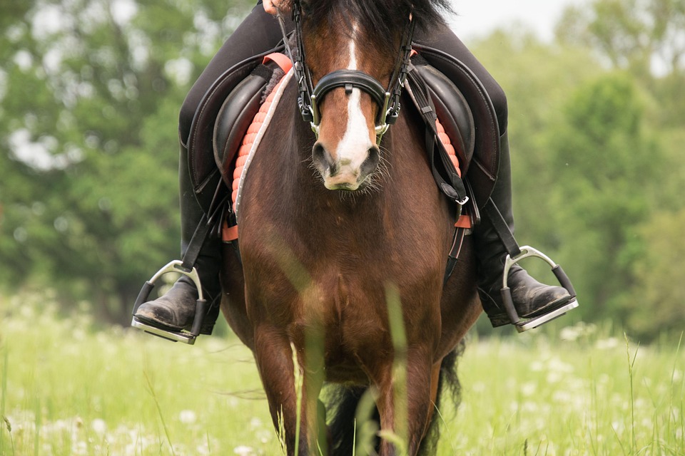 horse riding stirrups