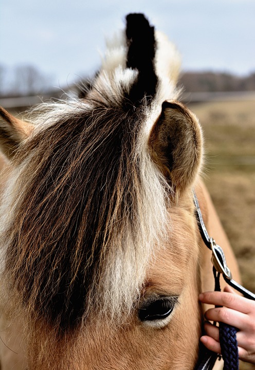 horse tack reviews