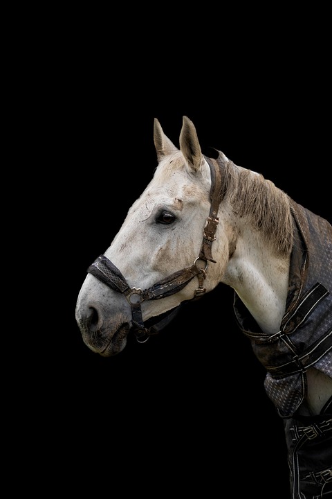 horse blankets review