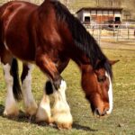 horse stable lifestyle