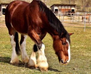 horse stable lifestyle