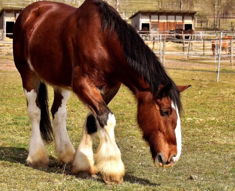horse stable lifestyle