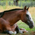 UCDavisCenterForEquineHealth_HorseSeniorHealth_VAMFeb26_MainImage