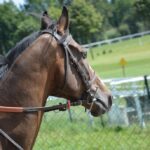 horse breeds guide