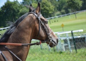 horse breeds guide