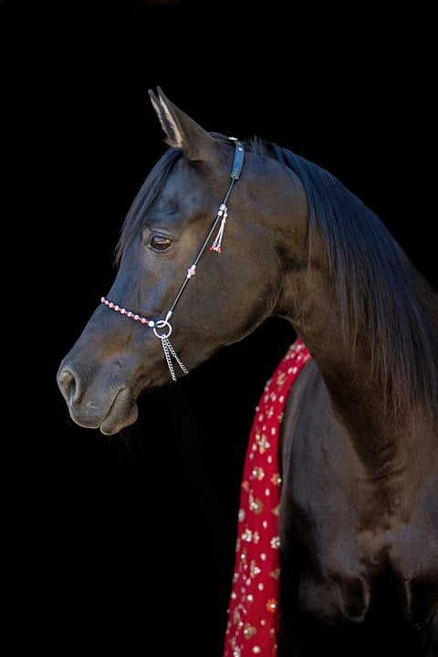 horse bridles guide