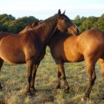 horse grooming guide