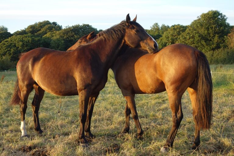 horse grooming guide