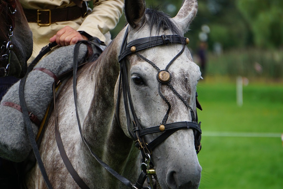horse saddle comparison
