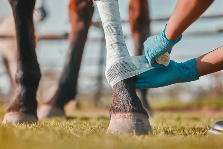 Wound-Care-for-Horses (1)
