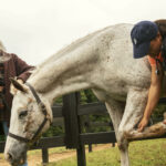 equine-first-aid-kit