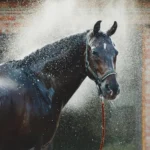 equine-sweating-and-related-medical-conditions