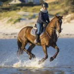 horse-4475581_1280